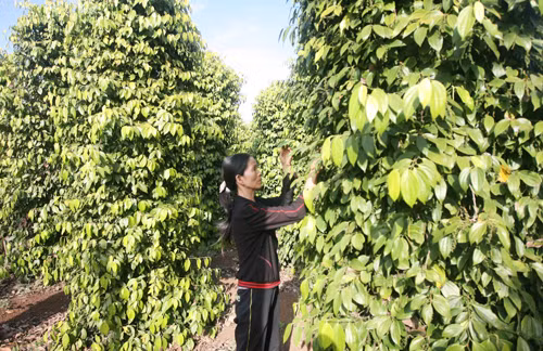 Phát huy lợi thế vùng Tây Nguyên ảnh 1