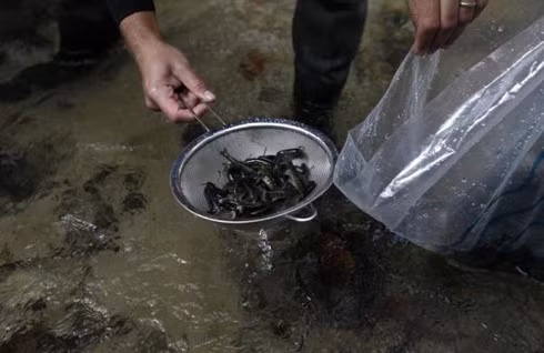 Thả cá hồi về dòng Kamenice ảnh 6