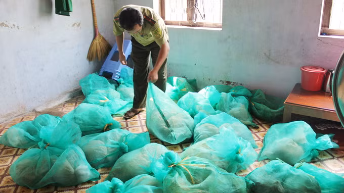 Dùng xe cứu thương chở gần 256 kg động vật hoang dã ảnh 2