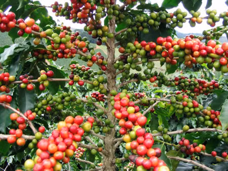 Thực nghiệm thành công cải tạo cây cà phê chè catimor ảnh 1
