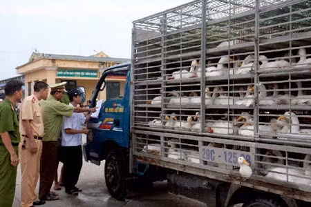 Phó Thủ tướng Nguyễn Thiện Nhân: Hà Nội phải là điển hình trong kiểm soát gia súc, gia cầm kém chất lượng ảnh 2