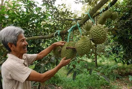 Sầu riêng - cây làm giàu ở vùng căn cứ cách mạng ảnh 1