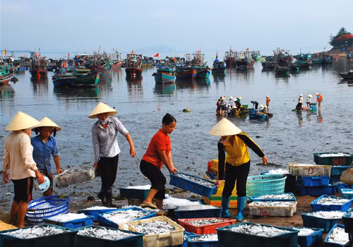 Ngư dân Thanh Hóa vẫn bám biển ra khơi ảnh 1