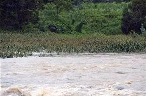 Hơn 300 ha cây trồng bị ngập úng, nhiều hộ dân, du khách sơ tán