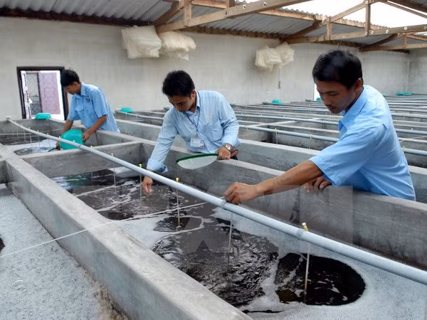Xây dựng Trung tâm sản xuất tôm giống công nghệ cao tại Trà Vinh ảnh 1