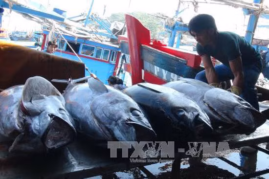 Sử dụng ngư cụ, công nghệ Nhật Bản câu cá ngừ đại dương ảnh 1