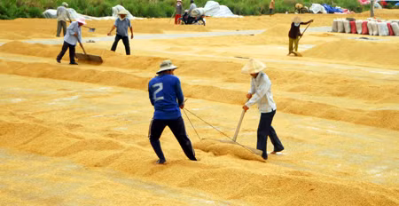Sản xuất lúa gạo theo chuỗi để tăng giá trị xuất khẩu ảnh 1