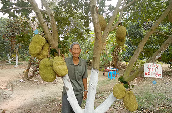 'Mít không hạt Ba Láng' giá tiền triệu vẫn cháy hàng ảnh 1