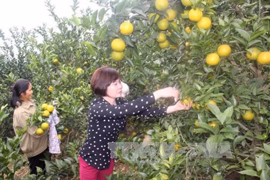 Cam Tân Mộc và câu chuyện của người phụ nữ dám "phá bỏ cây trồng truyền thống" ảnh 1