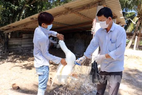 Bến Tre đồng loạt triển khai tiêm phòng dịch cúm gia cầm ảnh 1