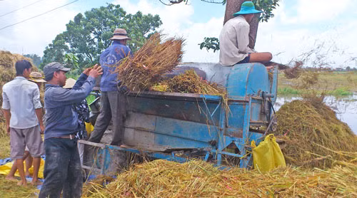 Tìm giải pháp hiệu quả để thu mua tạm trữ lúa gạo ảnh 1