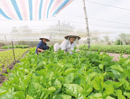 Hướng đến sản xuất rau an toàn ảnh 1