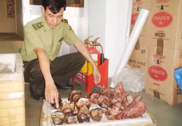 Khởi tố vụ vận chuyển thịt, xương voọc quý hiếm ảnh 1