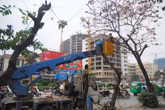 Hà Nội bắt đầu thay thế 6.700 cây xanh ảnh 3