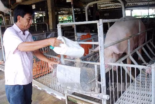 Đổi thay trên vùng đất thép Tiên Phước ảnh 2