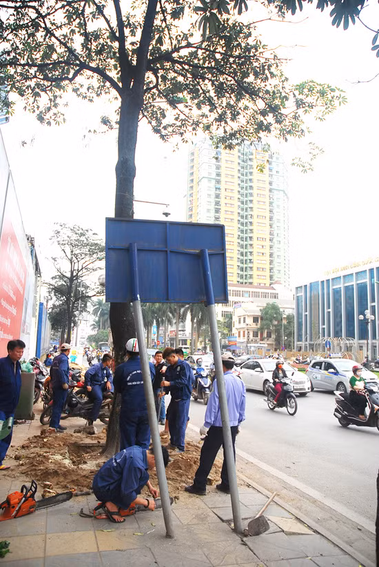 Hà Nội bắt đầu thay thế 6.700 cây xanh ảnh 6