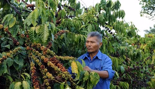 Tái canh diện tích cà phê già cỗi ảnh 1