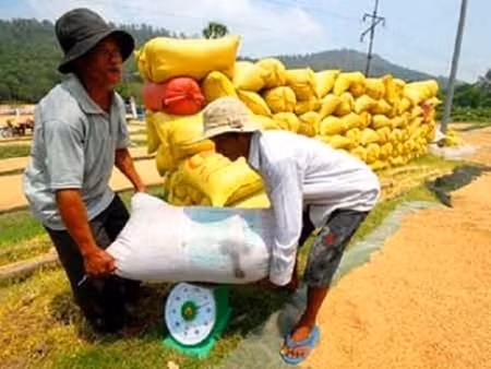 3000 tỷ đồng cho vay tạm trữ thóc, gạo vụ đông xuân ảnh 1