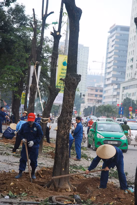 Hà Nội bắt đầu thay thế 6.700 cây xanh ảnh 4
