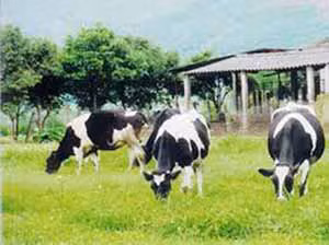 Làm giàu từ nuôi bò sữa ảnh 1