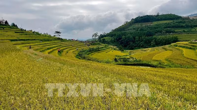 Sắc vàng ruộng bậc thang Miền Đồi níu chân du khách