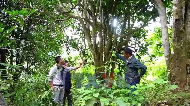 Bảo tồn và phát triển chè cổ thụ, tạo sinh kế cho người dân vùng cao