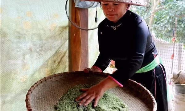 Giữ hồn cốm, nối tiếp nét văn hóa Tày