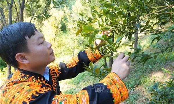 Kỳ vọng đưa chanh rừng Mẫu Sơn thành cây trồng kinh tế chủ lực