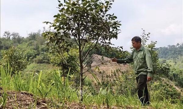 Những người lặng lẽ giữ 'lá chắn xanh' giữa mùa mưa