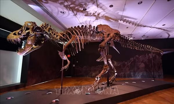 Argentina phát hiện hóa thạch loài khủng long ăn cỏ cách đây 90 triệu năm