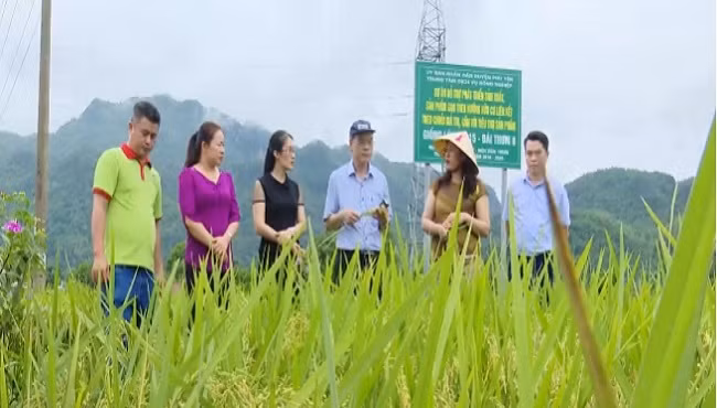 Nông nghiệp sinh thái mới chỉ dừng ở các mô hình