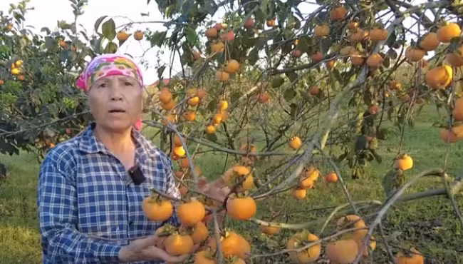 Mùa hồng chín ở cao nguyên Mộc Châu