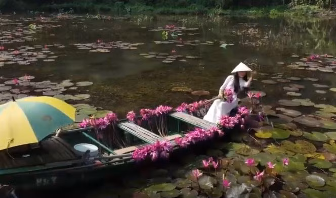 Đẹp nao lòng mùa hoa súng tím ở Ninh Bình