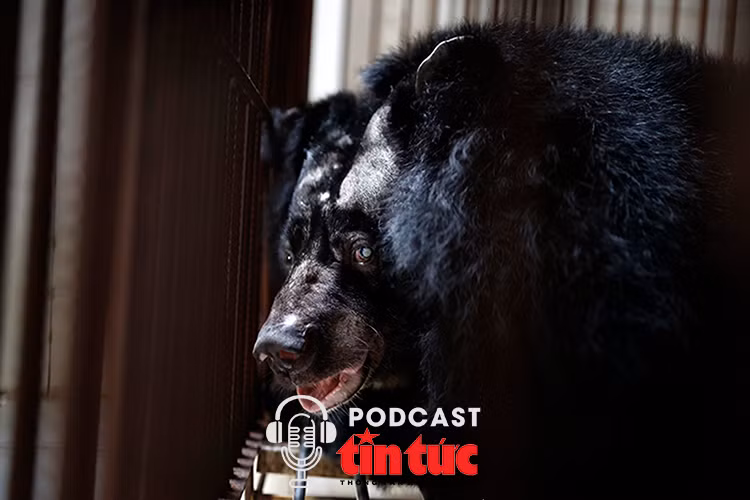 Cứu hộ một cá thể gấu bị nuôi nhốt 20 năm về cơ sở bảo tồn gấu Ninh Bình 