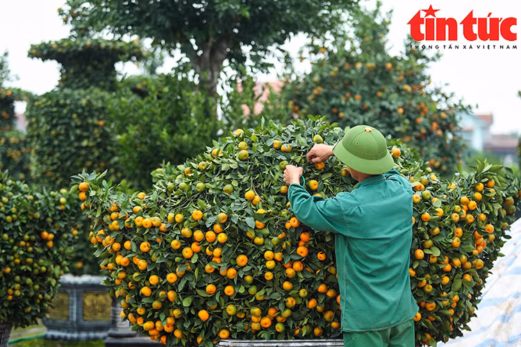 Vườn quýt bonsai Văn Giang chờ khách mua chơi Tết Giáp Thìn