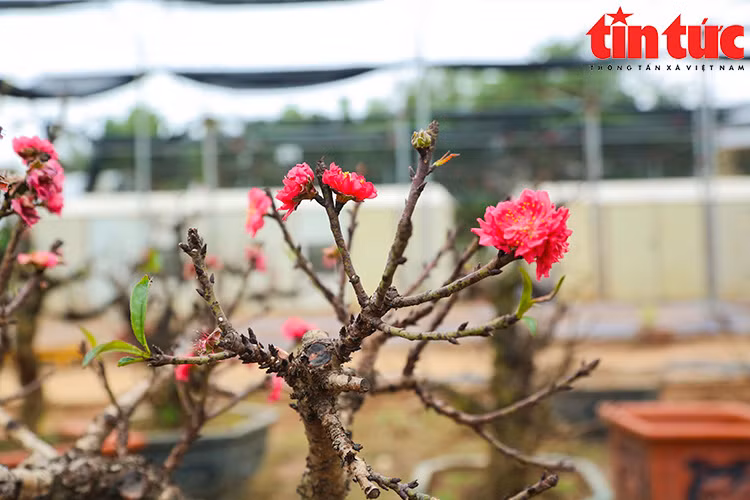 Người Nhật Tân kỳ công chăm sóc đào thất thốn