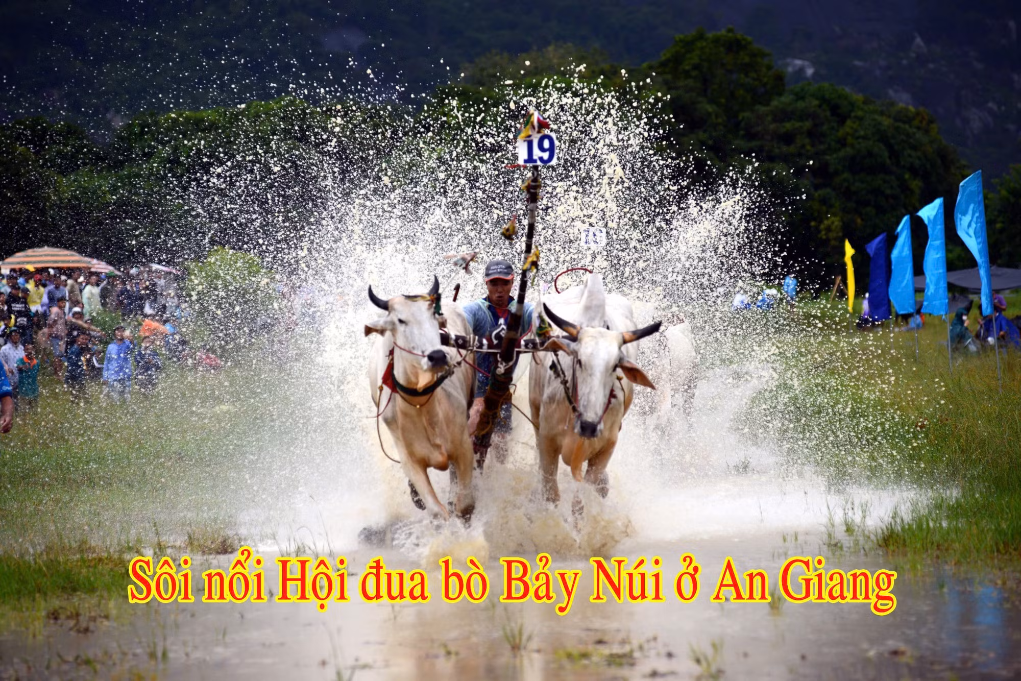 Sôi nổi Hội đua bò Bảy Núi ở An Giang.