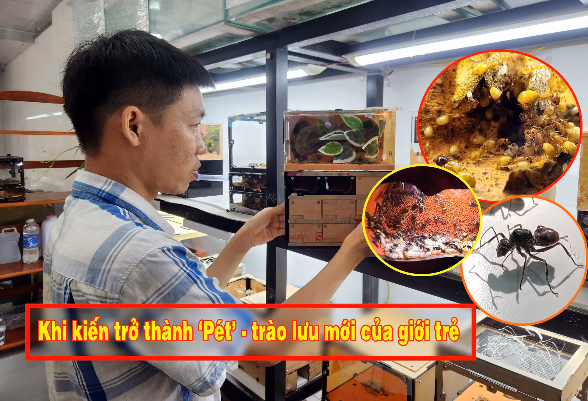 Nuôi kiến bằng tank đã thành một cộng đồng đông đảo tại Việt Nam, được nhiều người hưởng ứng, đồng thời cũng như lời gợi ý cho những bạn trẻ cần cù, sáng tạo, có mong muốn tìm hướng kinh doanh, khởi nghiệp từ mọi hoạt động của đời sống xã hội.