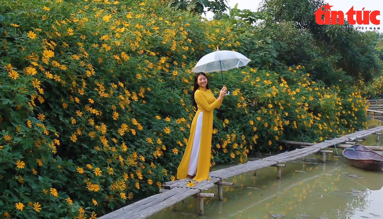 Ngắm hoa dã quỳ khoe sắc rực rỡ giữa lòng Thủ đô
