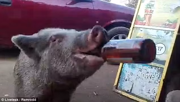 Kỳ lạ chú lợn tu sạch 3 chai bia trong vòng 'một nốt nhạc'