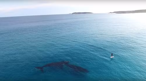 Lướt ván SUP cùng cá voi ở Australia