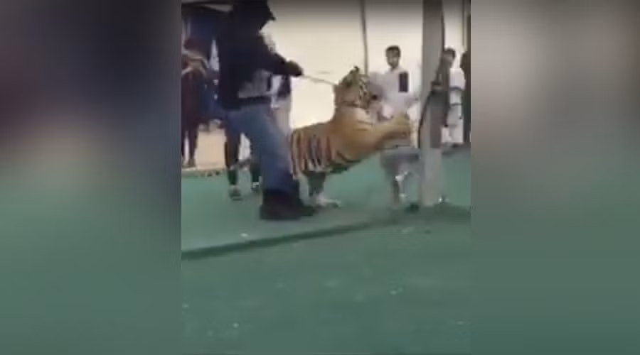 Kinh hoàng bé gái bị hổ vồ ngay giữa chợ