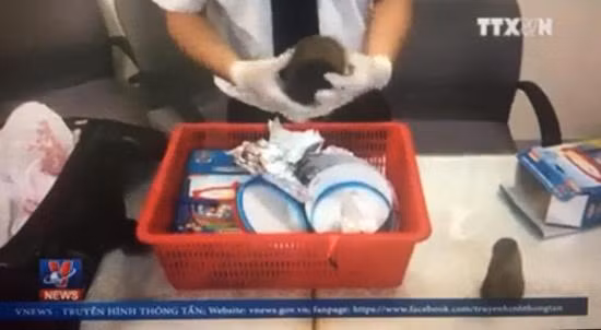 Vận chuyển trái phép 1,5 kg sừng tê giác từ châu Phi về Việt Nam