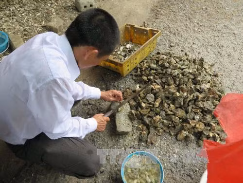 Kết quả xét nghiệm hàu Lăng Cô sau thông tin gây ung thư
