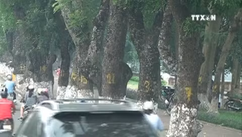 Người Hà Nội tiếc nuối hàng cây cổ thụ ven hồ Thủ Lệ