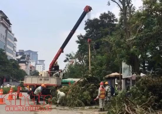 Chặt hạ, đánh chuyển 130 cây xanh trên đường Kim Mã