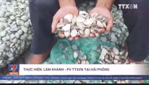Ngao chết hàng loạt tại cửa sông Văn Úc, Hải Phòng