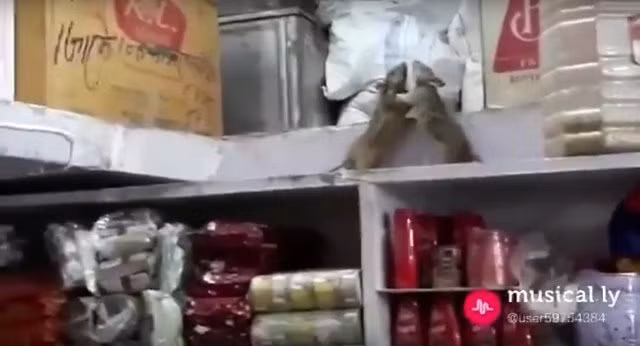 Xem chuột đấu tay đôi giành đồ ăn tại siêu thị