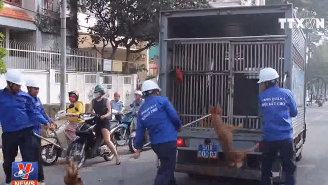 Quyết tâm dẹp nạn chó thả rông tại TP Hồ Chí Minh