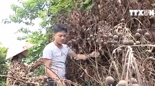 Hàng trăm cây nhãn bị phá hoại khi gần đến ngày thu hoạch